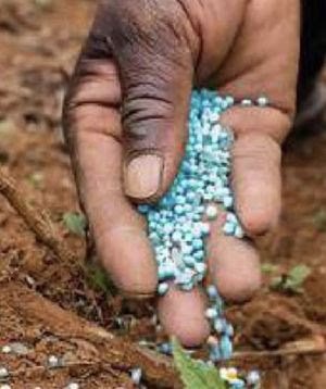 Fertilizantes mais caros ameaçam programas agrícolas em Angola