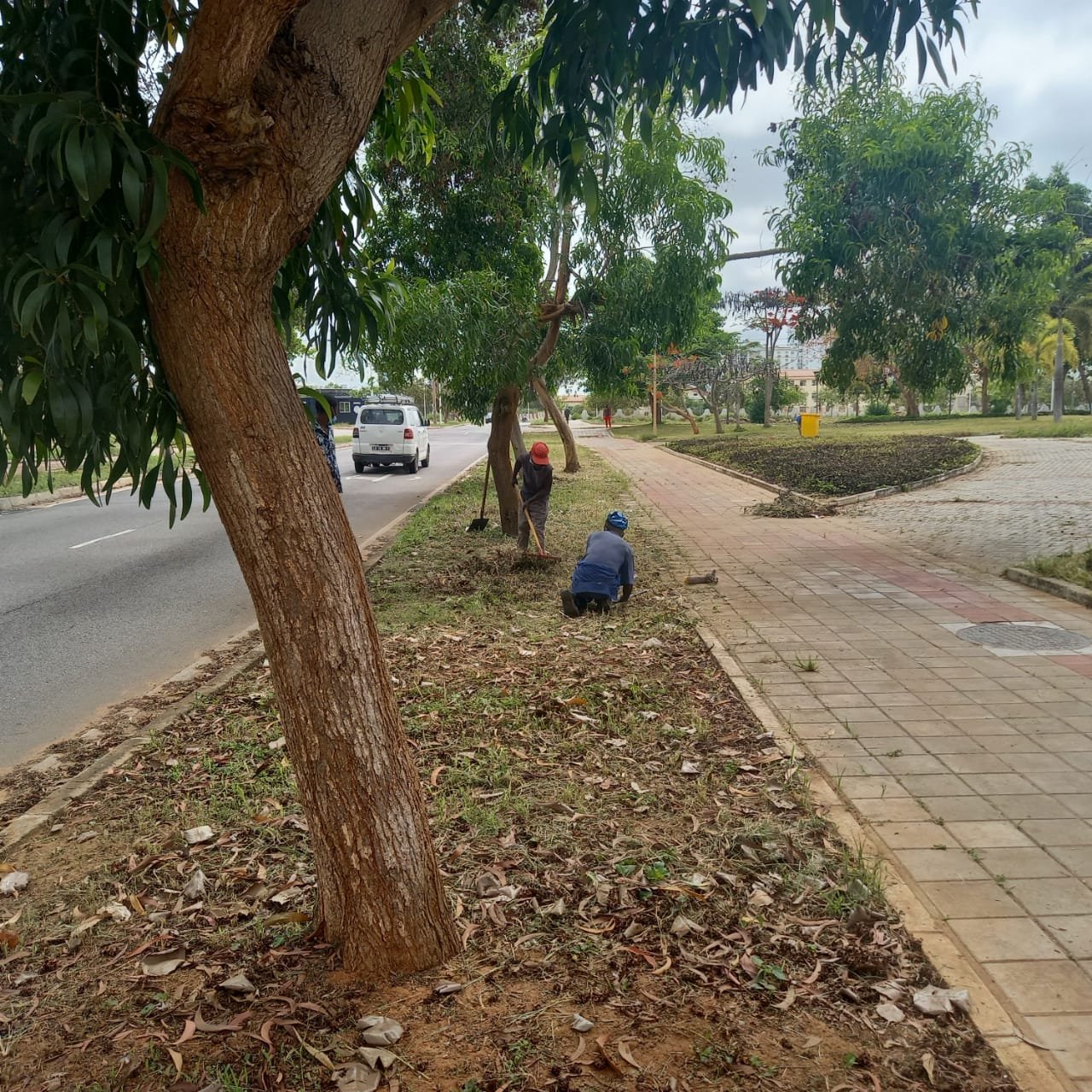Imagem de O genocídio de árvores na cidade de Luanda