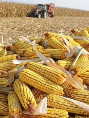 Angola gastou nos últimos 11 meses mais de 100 milhões de dólares com a importação de milho